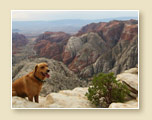 Snow Canyon Overlook with Dog